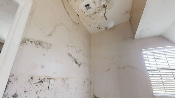 Best Mold Prevention Services  in Indnola, IA