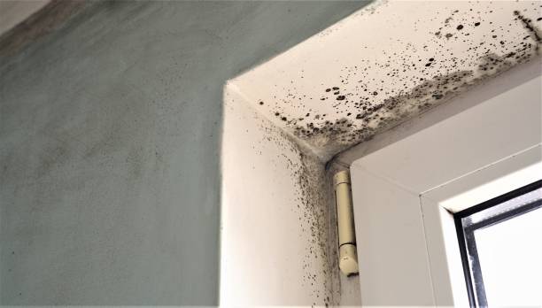 Best Basement Mold Removal  in Indnola, IA
