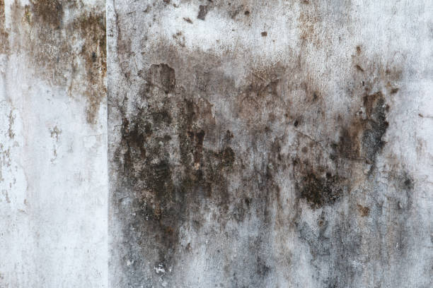 Best HVAC Mold Inspection and Cleaning  in Indnola, IA