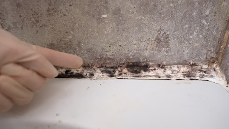 Best Mold Odor Removal Services  in Indnola, IA
