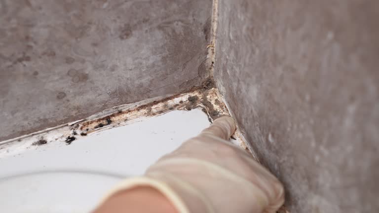 Best Mold Documentation for Insurance Claims  in Indnola, IA